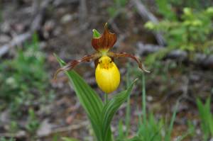 Ladyslipper Orchid - image