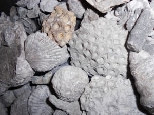 Fossils of Michigan