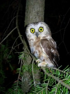 owl at night - image