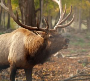 male elk - image courtesy of Elk viewing in Gaylord website