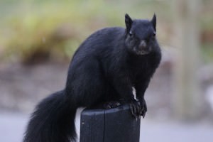black squirrel - image courtesy of wikepedia