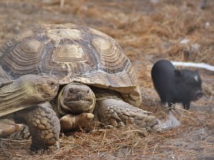 tortoise garlyn zoo - image
