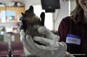 bat conservation 2012 - image