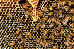 queen in hive - image